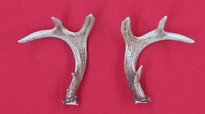 Picture of this lot Whitetail Deer Rattling Antlers, Matched Pairs