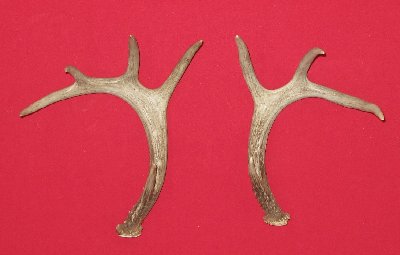 Picture of this lot Whitetail Deer Rattling Antlers, Matched Pairs