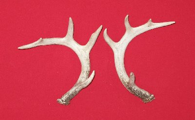 Picture of this lot Whitetail Deer Rattling Antlers, Matched Pairs