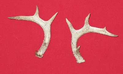 Picture of this lot Whitetail Deer Rattling Antlers, Matched Pairs