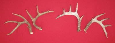 Picture of this lot Whitetail Deer Rattling Antlers, Matched Pairs