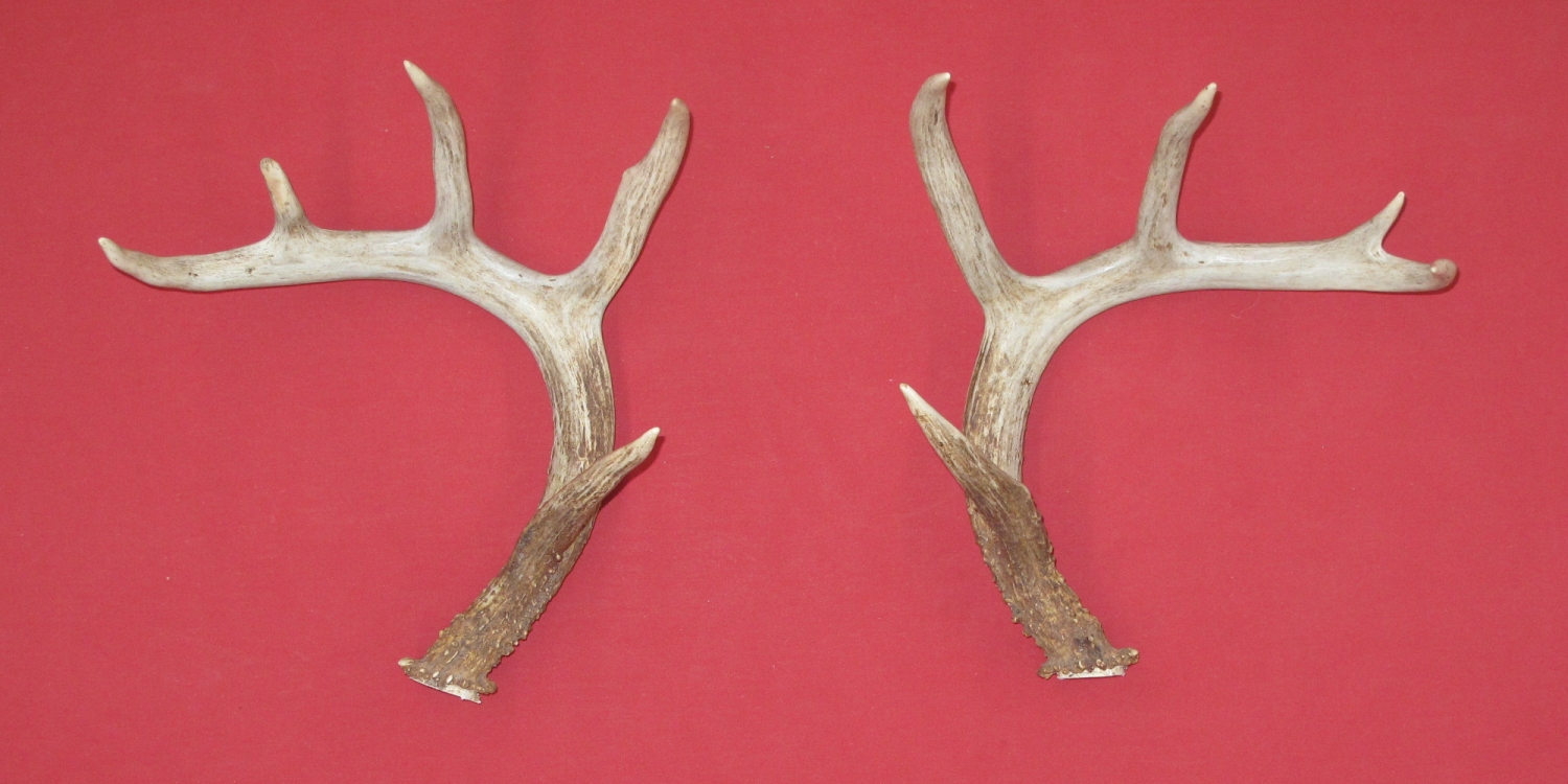 Antlers and Horns WHITE TAIL DEER RATTLING ANTLERS (23349972