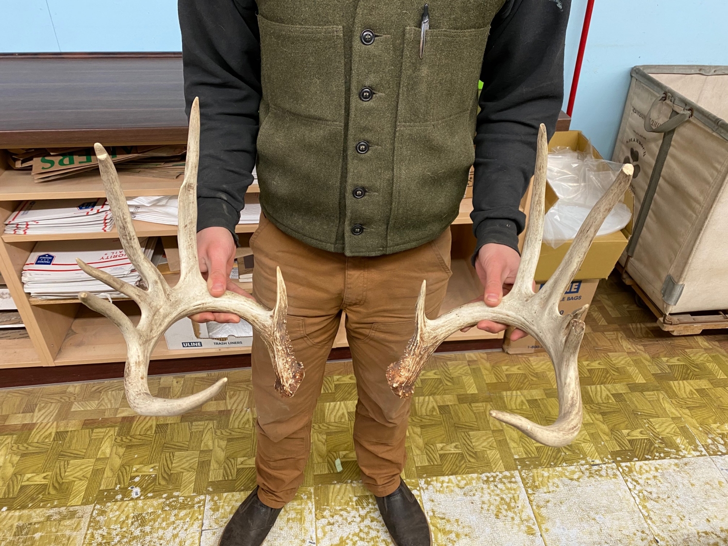 Antlers and Horns WHITE TAIL DEER RATTLING ANTLERS (23349979