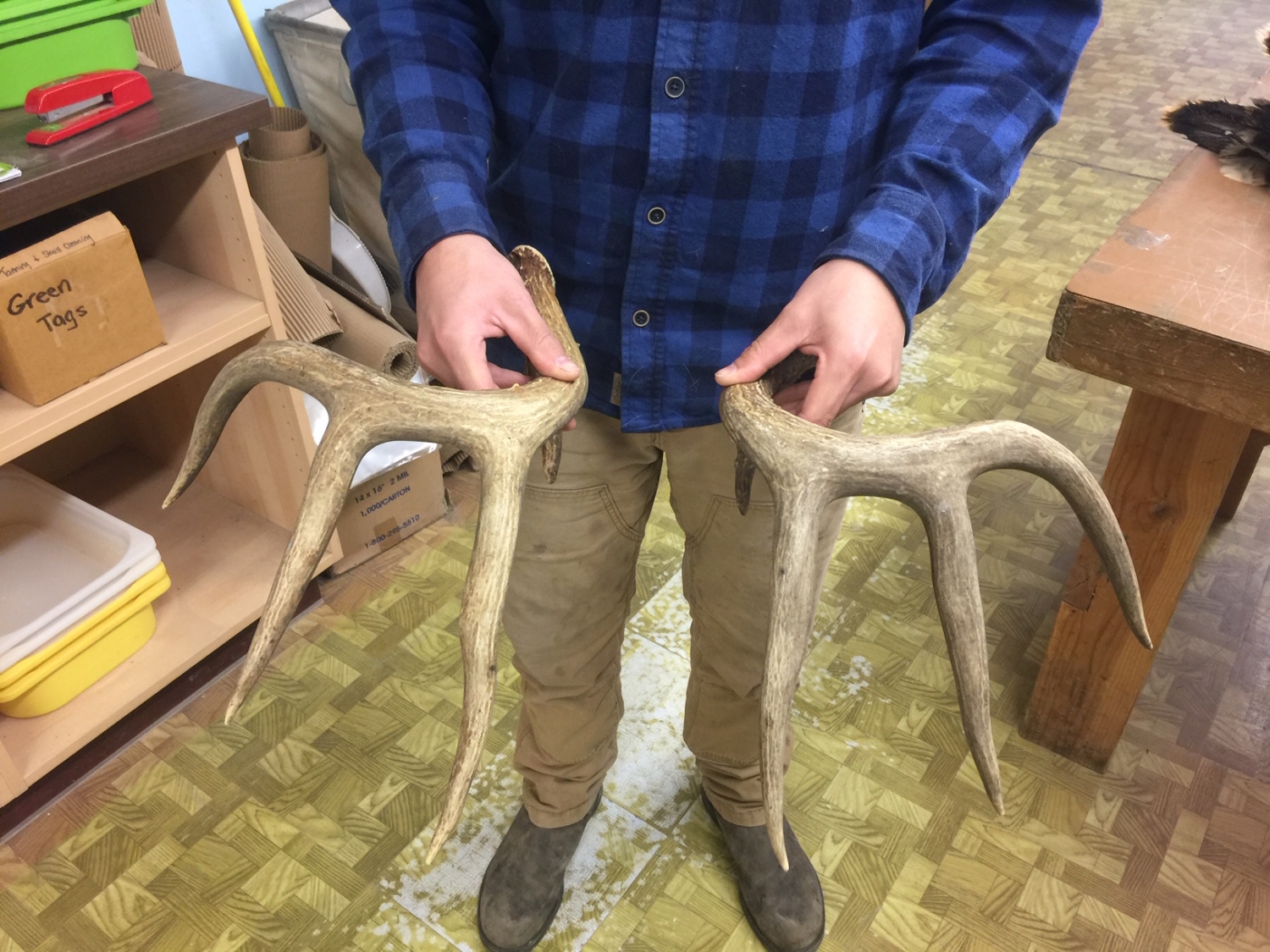 Antler Rattle Antlers and Horns : WHITE TAIL DEER - RATTLING ANTLERS (2334-9982 ...