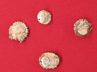 Picture of this lot Whitetail Deer Antler Rosettes Burrs