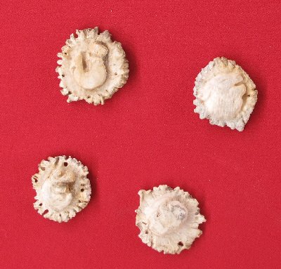 Picture of this lot Whitetail Deer Antler Rosettes Burrs