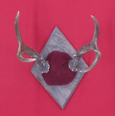 Picture of this lot Antlers - Black Tail Deer Sets