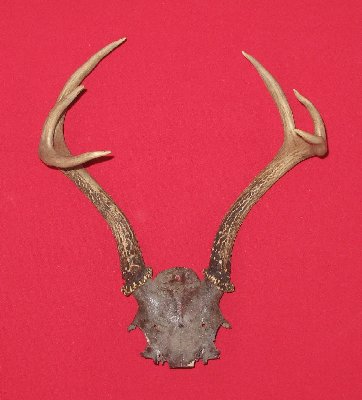 Picture of this lot Antlers - Black Tail Deer Sets