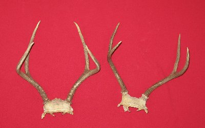 Picture of this lot Mule Deer Sets
