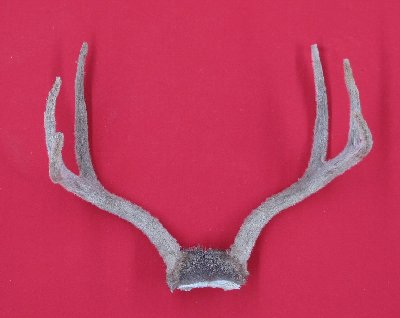 Picture of this lot Mule Deer Sets