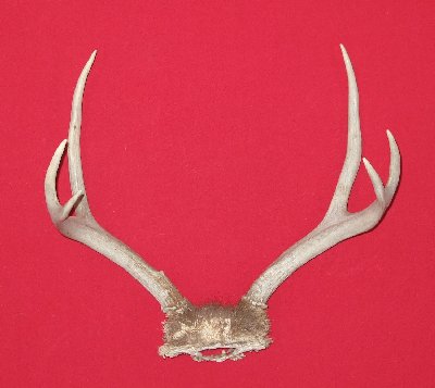 Picture of this lot Mule Deer Sets