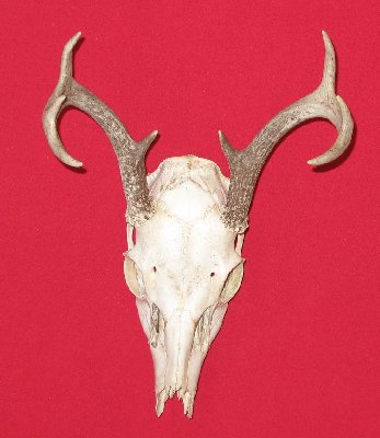 Picture of this lot Whitetail Deer Sets