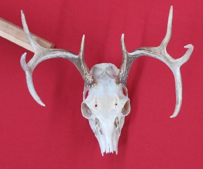 Picture of this lot Whitetail Deer Sets