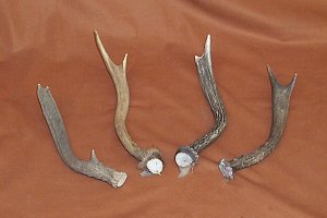 Picture of this lot Mule Deer Antler Sides