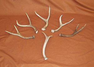 Picture of this lot Mule Deer Antler Sides