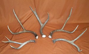 Picture of this lot Mule Deer Antler Sides