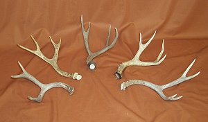 Picture of this lot Mule Deer Antler Sides