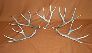 Picture of this lot Mule Deer Antler Sides