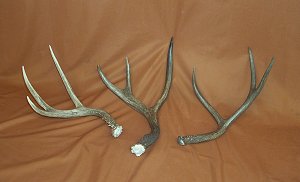 Picture of this lot Mule Deer Antler Sides