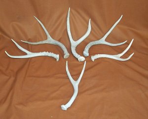 Picture of this lot Mule Deer Antler Sides