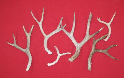 Picture of this lot Mule Deer Antler Sides