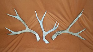 Picture of this lot Mule Deer Antler Sides