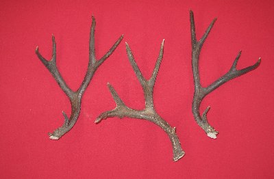 Picture of this lot Mule Deer Antler Sides