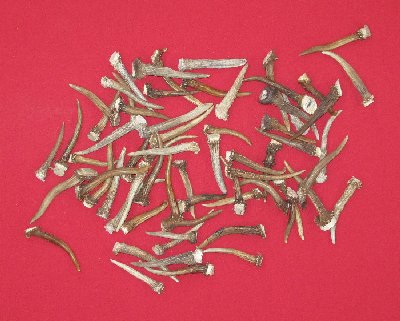 Picture of this lot Whitetail Deer Antler Sides