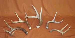 Picture of this lot Whitetail Deer Antler Sides