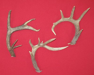 Picture of this lot Whitetail Deer Antler Sides