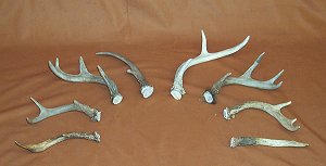Picture of this lot Whitetail Deer Antler Sides
