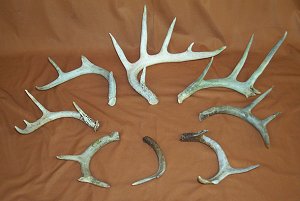 Picture of this lot Whitetail Deer Antler Sides