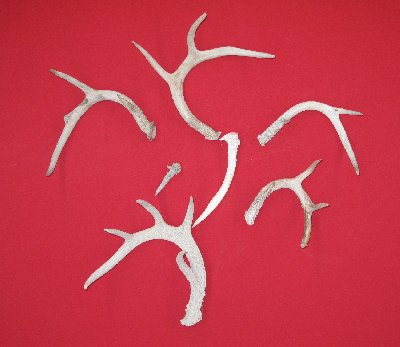 Picture of this lot Whitetail Deer Antler Sides