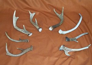 Picture of this lot Whitetail Deer Antler Sides