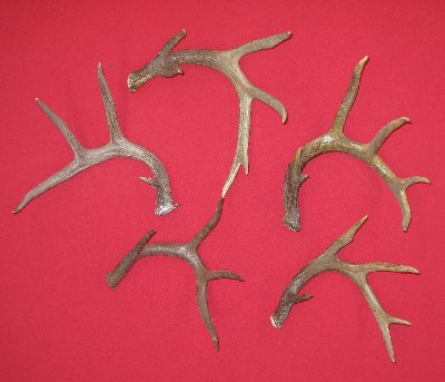 Picture of this lot Whitetail Deer Antler Sides