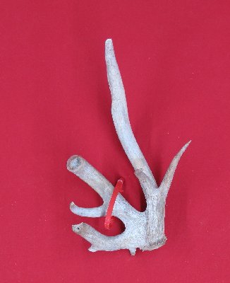 Picture of this lot Whitetail Deer Antler Sides