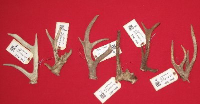 Picture of this lot Whitetail Deer Antler Sides