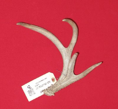 Picture of this lot Whitetail Deer Antler Sides