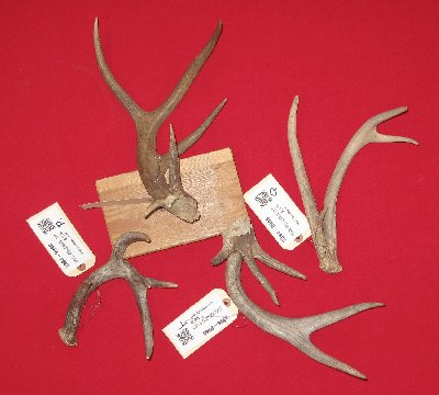 Picture of this lot Whitetail Deer Antler Sides