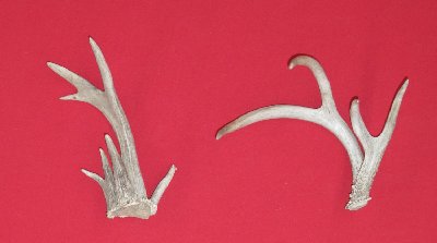 Picture of this lot Whitetail Deer Antler Sides