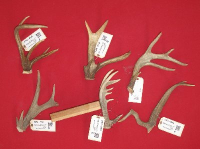 Picture of this lot Whitetail Deer Antler Sides