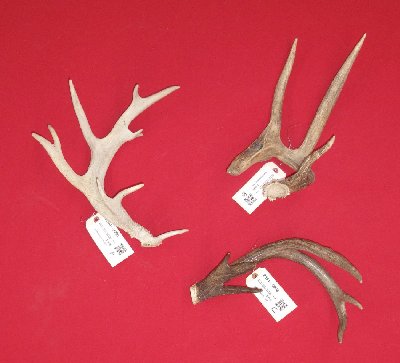 Picture of this lot Whitetail Deer Antler Sides