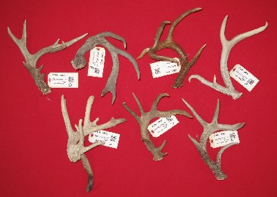 Picture of this lot Whitetail Deer Antler Sides