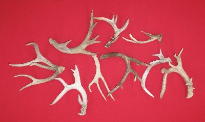 Picture of this lot Whitetail Deer Antler Sides