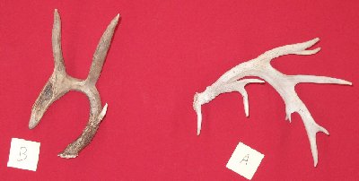 Picture of this lot Whitetail Deer Antler Sides