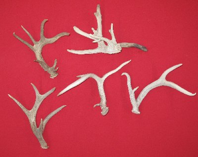 Picture of this lot Whitetail Deer Antler Sides