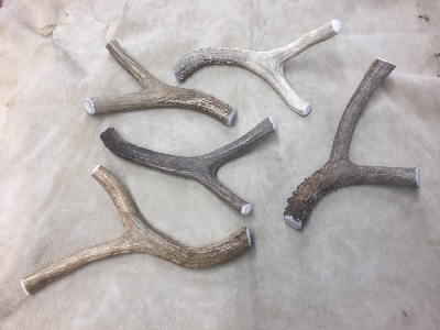Picture of this lot White Tail Deer Antler Dog Chews