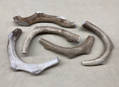 Picture of this lot White Tail Deer Antler Dog Chews