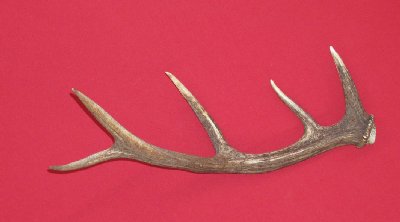 Picture of this lot Antlers - Red Deer