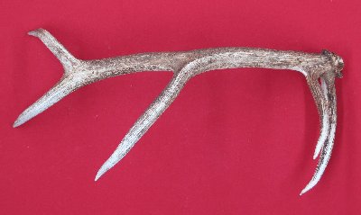 Picture of this lot Elk Antler Sides